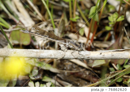 オツネントンボ 76862620