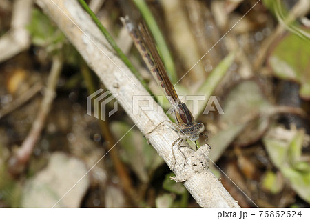 オツネントンボ 76862624