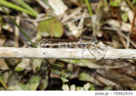 オツネントンボ 76862634