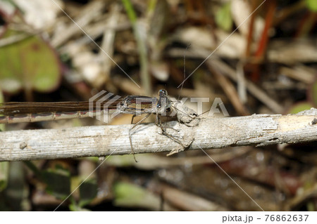 オツネントンボ 76862637