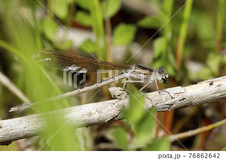 オツネントンボ オツネントンボ 76862642
