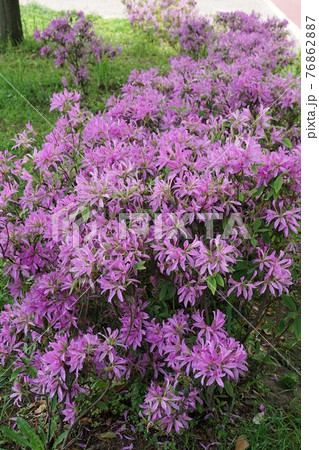 モチツツジの花 76862887