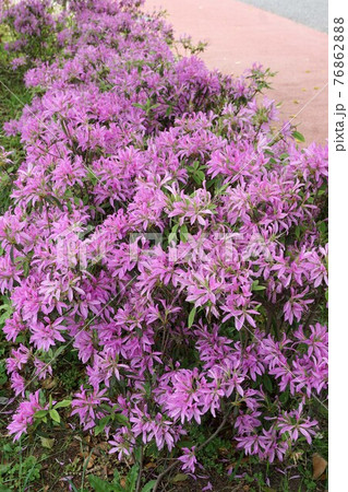 モチツツジの花 モチツツジの花 76862888