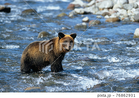 川を歩くヒグマ（北海道・知床） 76862931