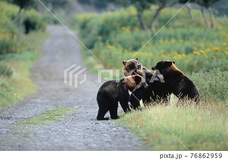 林道で遊ぶヒグマの兄弟(北海道・知床) 林道で遊ぶヒグマの兄弟(北海道・知床) 76862959