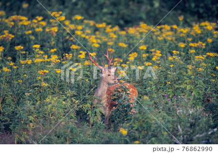 花畑とエゾシカの雄(北海道・知床) 花畑とエゾシカの雄(北海道・知床) 76862990