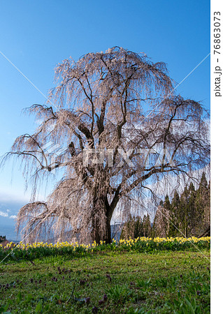 夕陽のしだれ桜 夕陽のしだれ桜 76863073