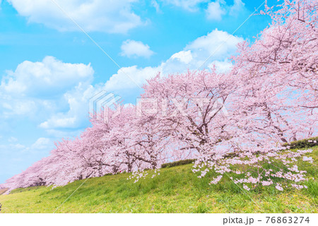 青空と満開の桜 青空と満開の桜 76863274