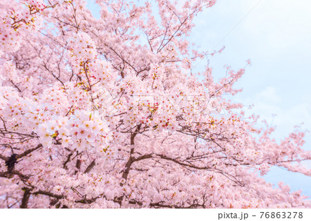 青空と満開の桜 青空と満開の桜 76863278