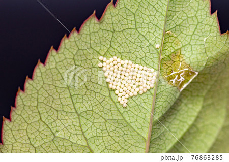 バラの葉に産みつけられた昆虫の卵 76863285