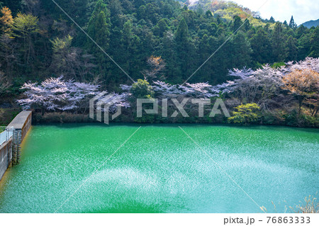 里山の春　エメラルドグリーンの雀川砂防ダム湖 76863333