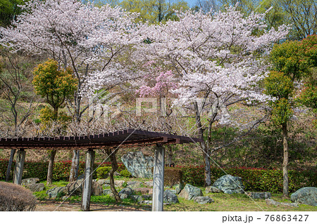 里山の春 満開の桜 雀川砂防ダム湖 湖畔 里山の春 満開の桜 雀川砂防ダム湖 湖畔 76863427