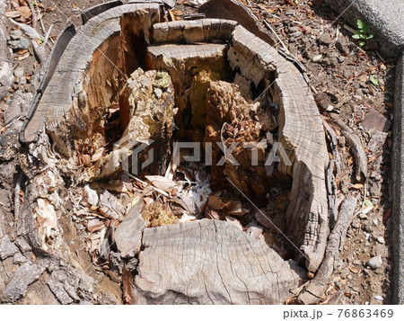 朽果てた樹木 76863469