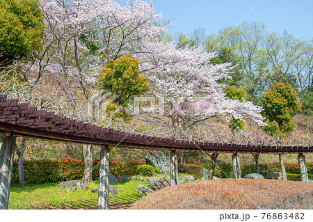 里山の春　満開の桜　雀川砂防ダム湖　湖畔 76863482