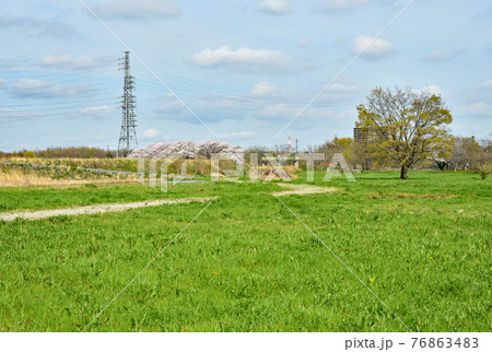 見沼田圃散歩:見沼田んぼ風景 見沼田圃散歩:見沼田んぼ風景 76863483