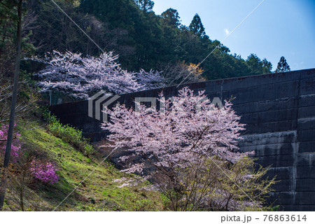 里山の春　雀川ダム湖公園 76863614