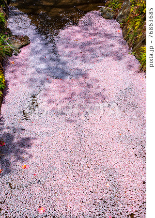 里山の春　はないかだ　雀川砂防ダム公園　湖畔 76863685