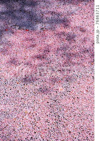 里山の春　はないかだ　雀川砂防ダム公園　湖畔 76863711