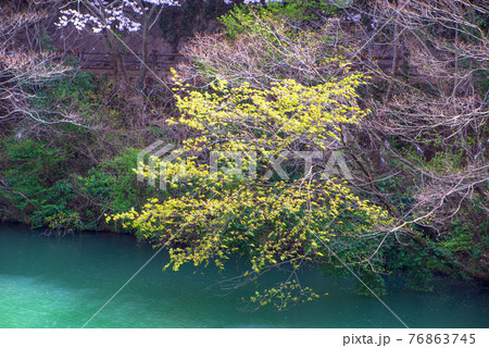 里山の春　新緑　エメラルドグリーンの雀川砂防ダム湖 76863745