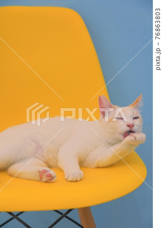 黄色椅子で手を舐める白猫の写真素材