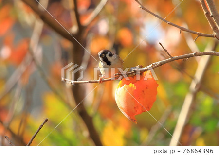 柿をついばむスズメと紅葉 柿をついばむスズメと紅葉 76864396