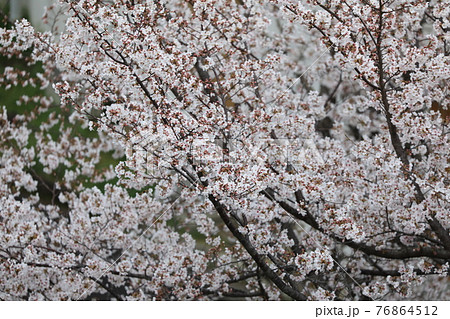 桜 76864512
