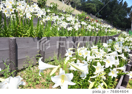 沖繩 那覇大石公園の百合の花 76864604