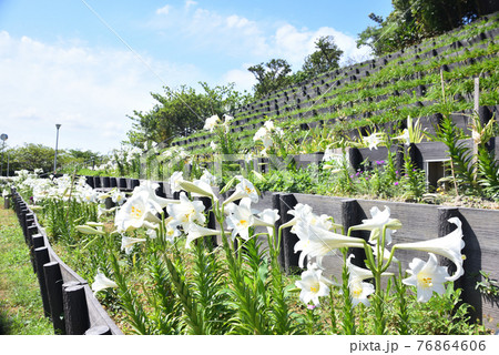 沖繩 那覇大石公園の百合の花 76864606