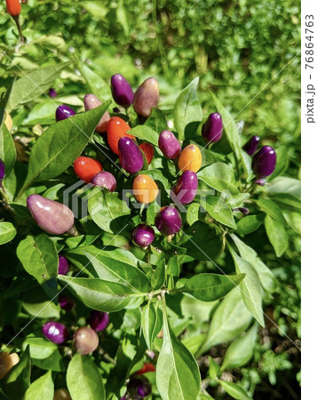 横浜市　11月の花　ゴシキトウガラシ（五色唐辛子）2 76864763