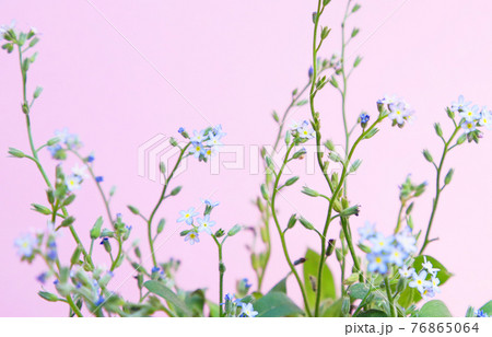 小さくて青い花ピンク色の背景ファンシーな花の写真の写真素材