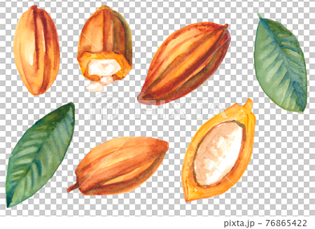 カカオ豆　セット　水彩素材 76865422