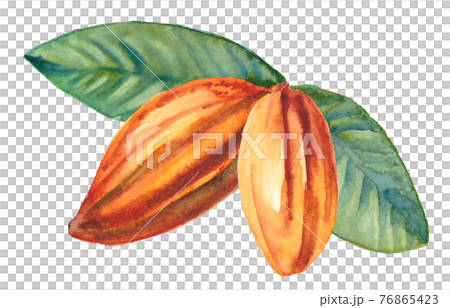 カカオ豆その四 水彩素材 カカオ豆その四 水彩素材 76865423