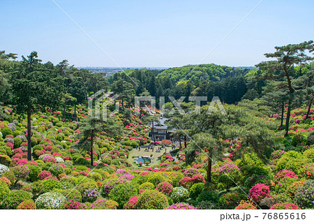 青梅市 塩船観音 ツツジまつり 青梅市 塩船観音 ツツジまつり 76865616