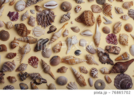 a lot of different empty sea shells on yellow background, macro details 76865702