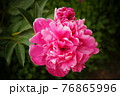 ピンク色の花のクローズアップ 76865996