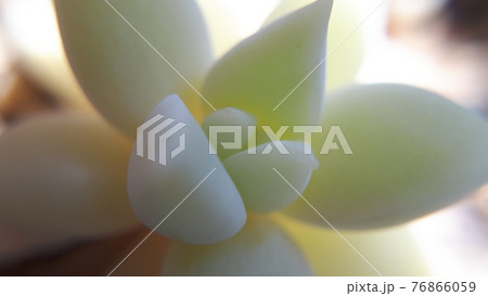 多肉植物のクローズアップ 76866059
