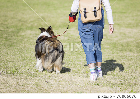 飼い犬と散歩をする小学生女の子後ろ姿の写真素材