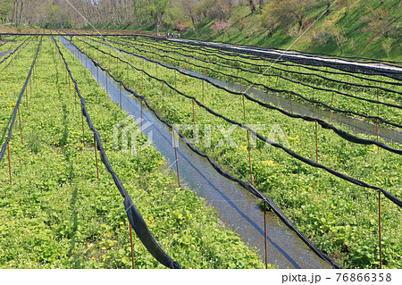 安曇野 大王わさび農場の春 安曇野 大王わさび農場の春 76866358