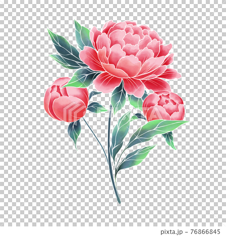 Garden peony. Watercolor style, hand painted illustration Garden peony. Watercolor style, hand painted illustration 76866845