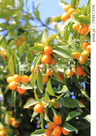 たわわに実る金柑(キンカン) たわわに実る金柑(キンカン) 76867346