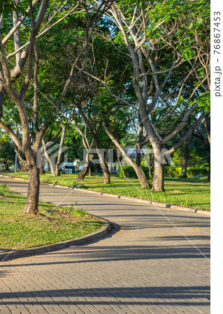 Natural trees and grass lawn along the path in summer park 76867453