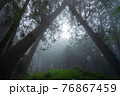 Misty forest in rainy season. 76867459