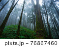Misty forest in rainy season. 76867460
