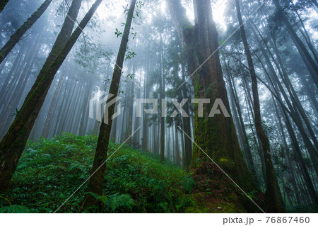 Misty forest in rainy season. 76867460