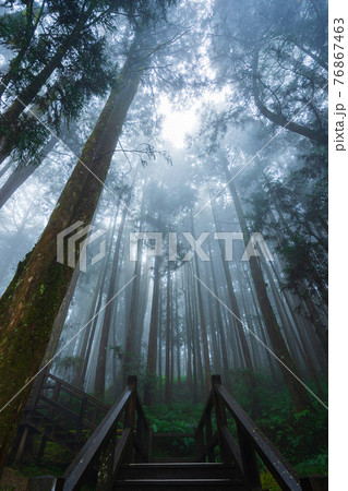 Misty forest Misty forest 76867463