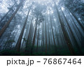 Misty forest in rainy season. 76867464