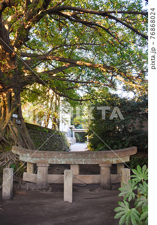 桜島の黒神神社埋没鳥居とアコウの木 76868024