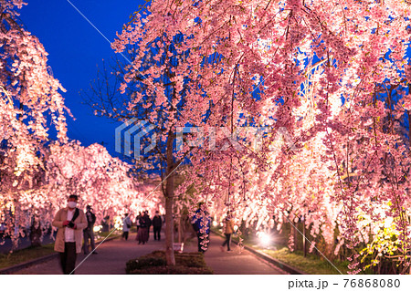 《福島県》枝垂れ桜並木のライトアップ・日中線記念自転車歩行者道 76868080