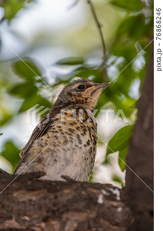 A fieldfare chick, Turdus pilaris, has left the nest and is sitting on a branch. A chick of fieldfare sitting and waiting for a parent on a branch. A fieldfare chick, Turdus pilaris, has left the nest and is sitting on a branch. A chick of fieldfare sitting and waiting for a parent on a branch. 76868246