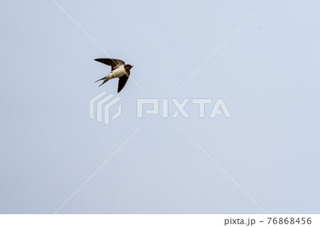 ツバメの飛翔 ツバメの飛翔 76868456